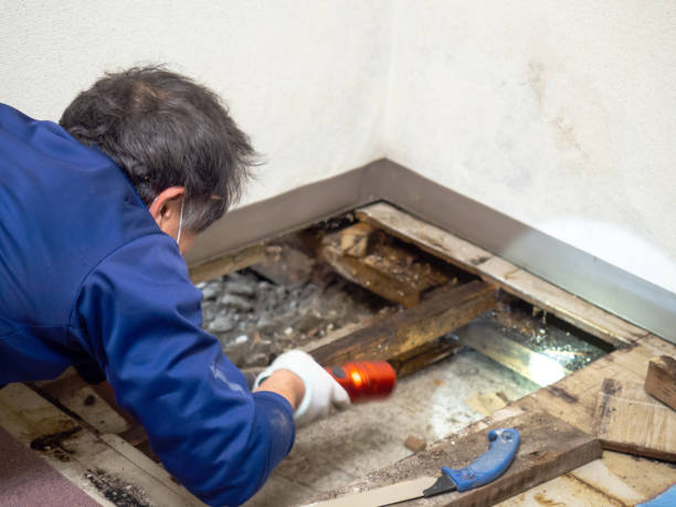 Best Local Mold Removal Service  in Huntsville, TN