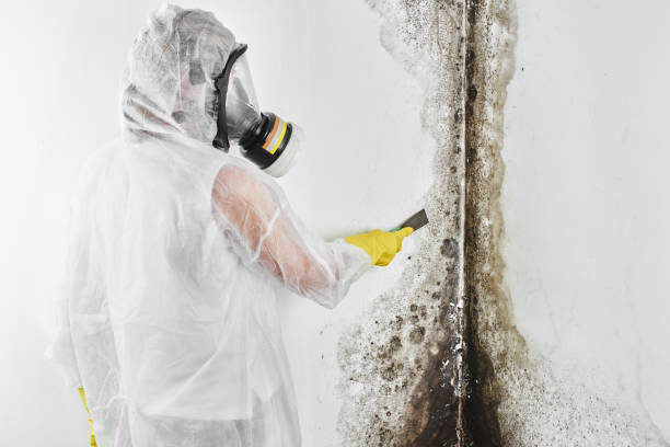 Best Residential Mold Removal  in Huntsville, TN