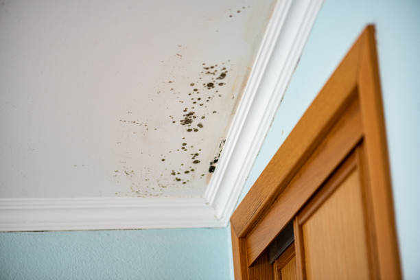 Office Mold Removal Services in Huntsville, TN