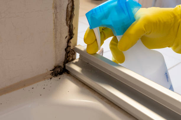Best Home Mold Removal  in Huntsville, TN