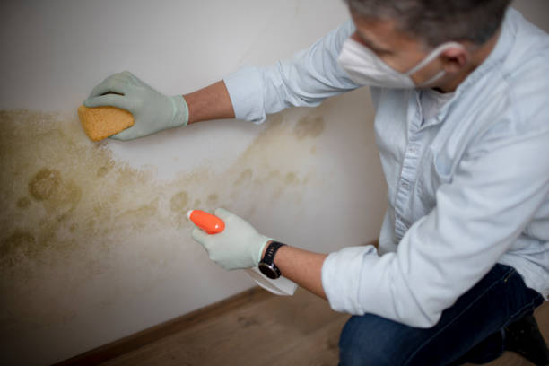 Home Mold Removal in Huntsville, TN