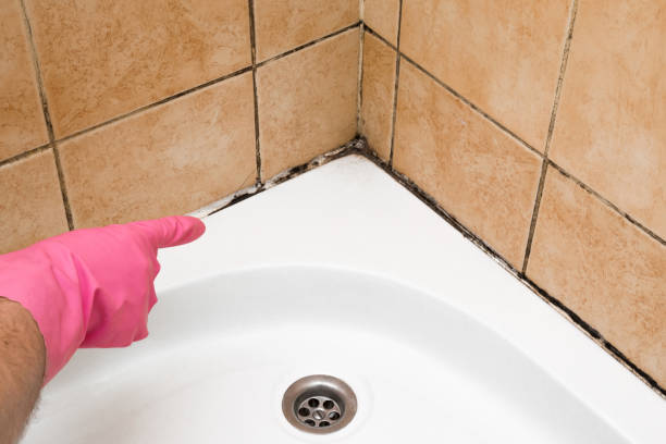 Best Mold Removal Near Me  in Huntsville, TN